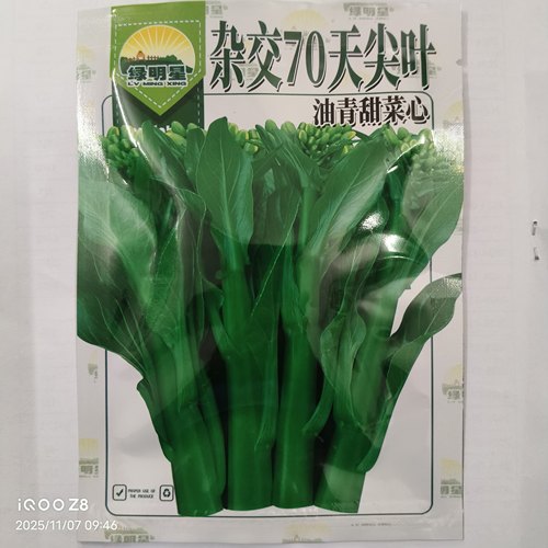 10克绿明星杂交70天尖叶油青甜菜心种子中迟熟43天可采收杂交菜心