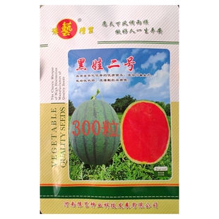 300粒豫艺黑娃二号黑皮西瓜种子中宝类型更大高产皮薄大红瓤脆沙