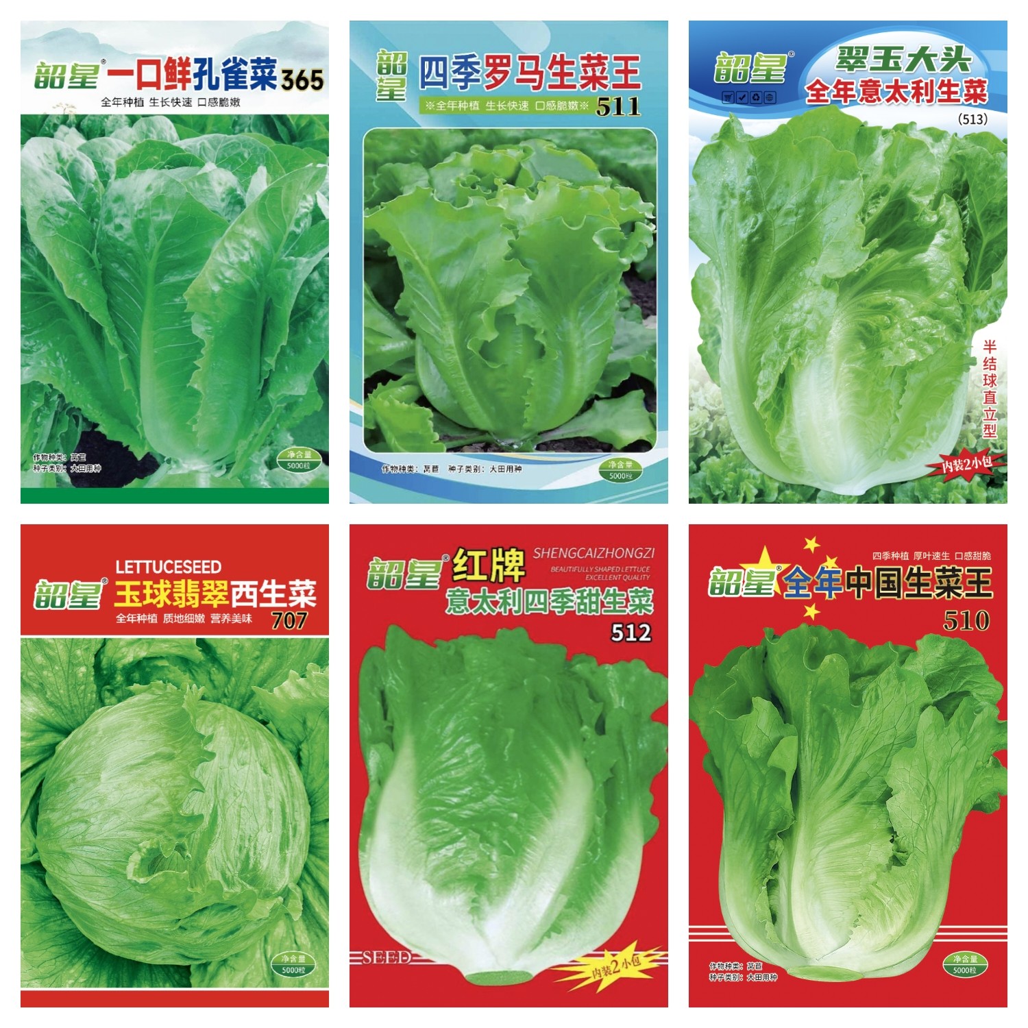 韶星生菜种子好吃孔雀菜结球西生菜罗马意大利生菜王大头型直立
