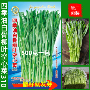 半青白柳叶阳台约500g家常蔬菜春夏季四季播农家田园空心菜种子