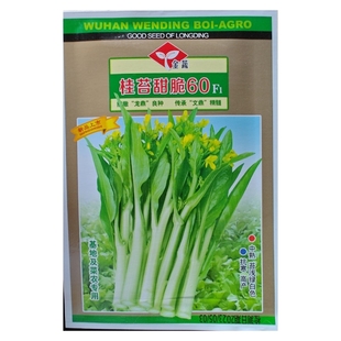 10克金蔬精选杂交一代桂苔甜脆60天白菜苔白菜心种子白菜臺