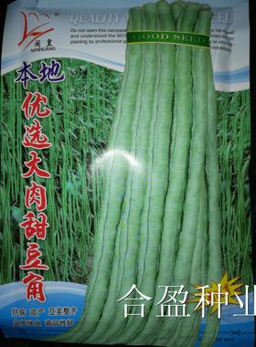 闽皇本地优选大肉甜豆角猪仔豆种子耐热厚肉豇豆种子肥仔豆珠仔豆