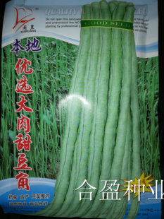 闽皇本地优选大肉甜豆角猪仔豆种子耐热厚肉豇豆种子肥仔豆珠仔豆