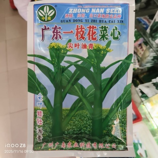 200克中南广东一枝花尖叶油青甜菜心种子早熟耐热耐雨水高产