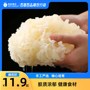 百县百品甘肃礼县银耳100g/袋干银耳