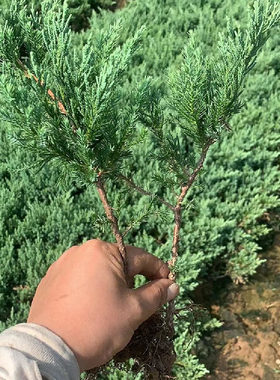 爬地柏苗铺地柏沙地柏绿化苗地被植物松树四季常青绿植花卉造型