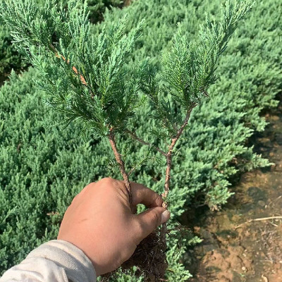 爬地柏苗铺地柏沙地柏绿化苗地被植物松树四季常青绿植花卉造型