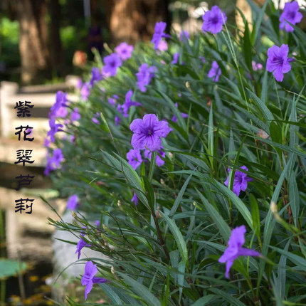 粉花翠芦莉紫花翠芦莉盆栽多年生耐热夏季开花易活庭院花卉植物
