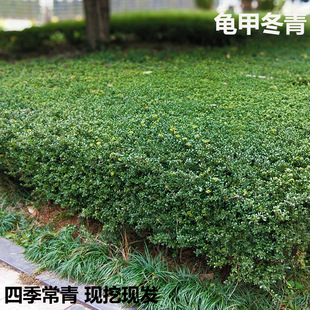 龟甲冬青庭院四季常青绿化工程苗地被植物小叶齿叶冬青花境灌木球