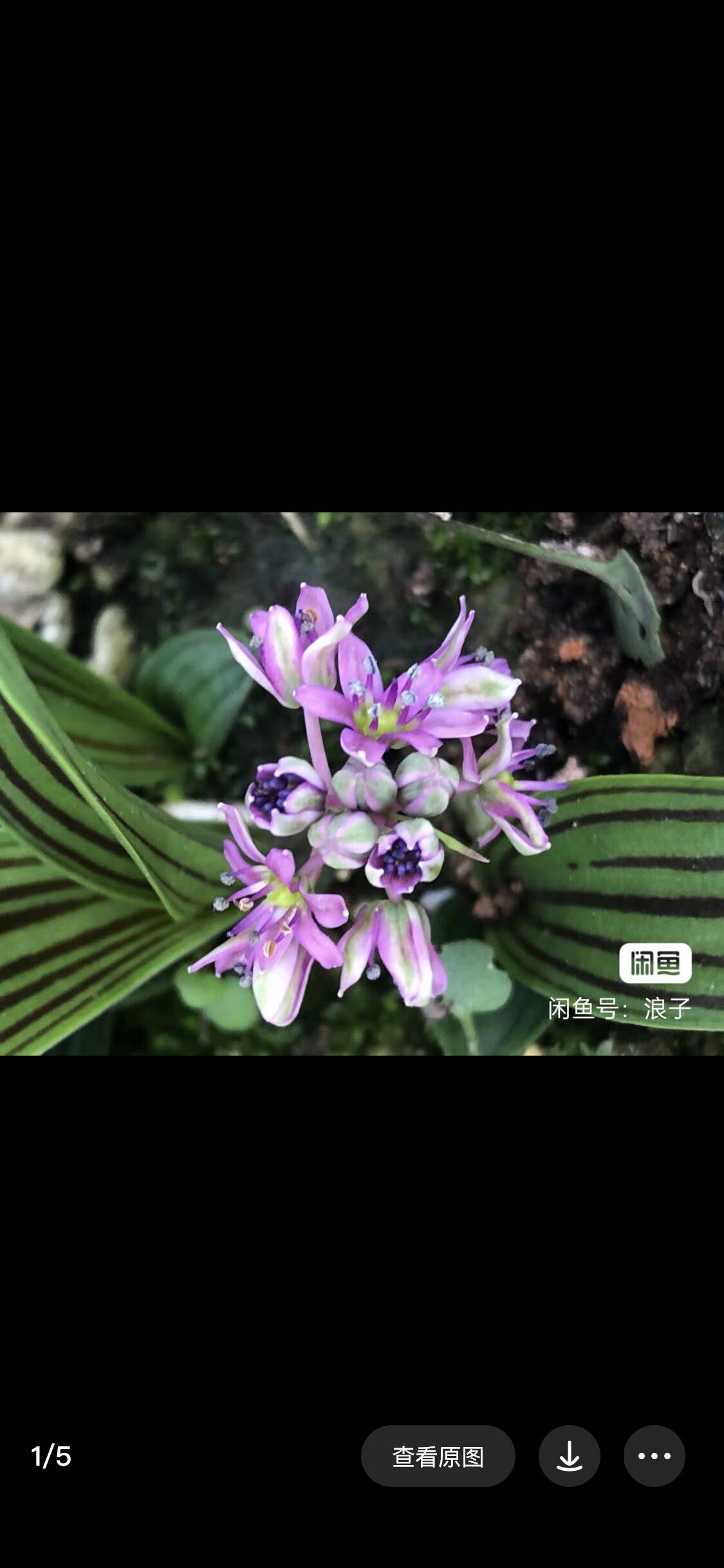 日本兰花稿麦穗缟缦穗山野草观叶观花