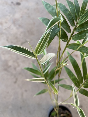 新品花叶小唐竹稀有竹子盆栽