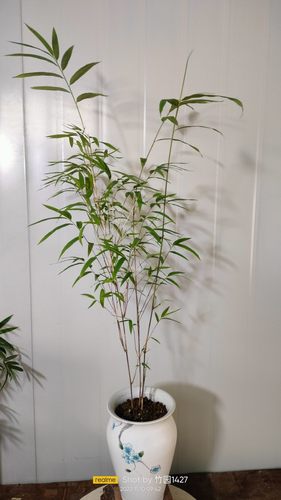 正宗内门竹禅雅盆栽名贵竹苗室内外庭院绿植四季常青好养易活竹子