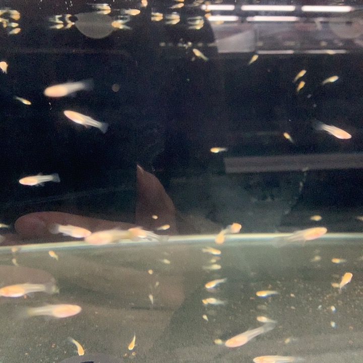 鱼苗  各种 孔雀鱼鱼苗 出生半个月左右 包邮