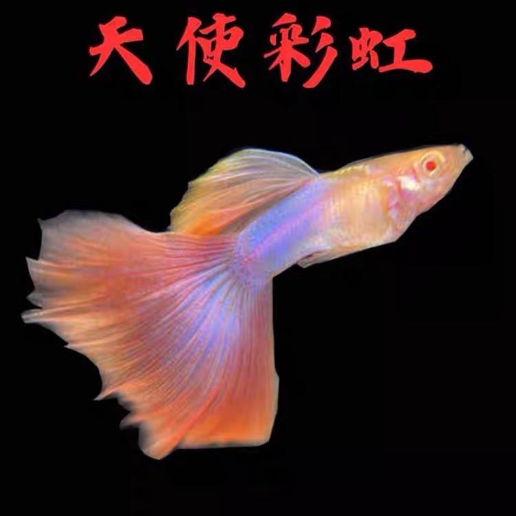 天使彩虹 1对  孔雀鱼热带观赏粉色大尾巴（全场三单免运费）