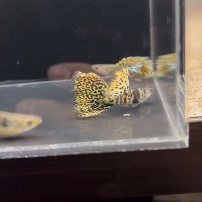 虎斑大背 1对（全场三单免运费）