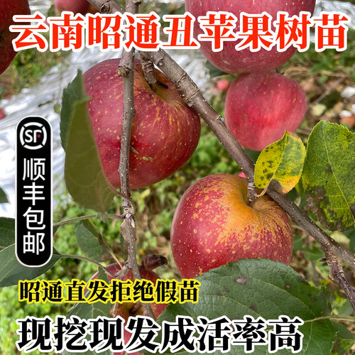 正宗云南昭通丑苹果冰糖心红露瑞雪瑞香红苹果树果苗南北方种植