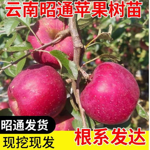云南昭通苹果树苗各种果树苗现挖