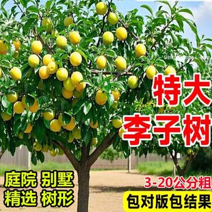 李子树果苗大红袍脱骨蜂糖李子树苗南北方种植庭院盆地栽特大带土
