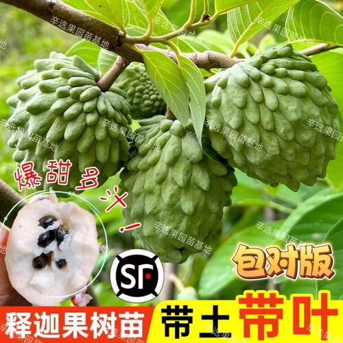 正宗台湾凤梨释迦果树苗嫁接牛奶番荔枝特大释迦果树苗当年结果