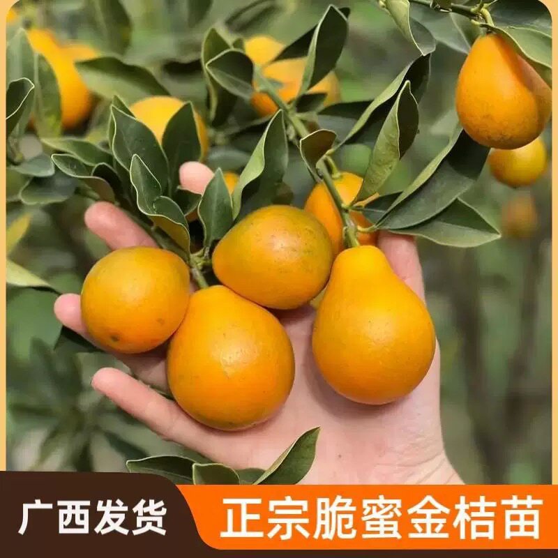 第三代脆蜜金桔树苗嫁接庭院盆地柠檬/柑橘类盆栽
