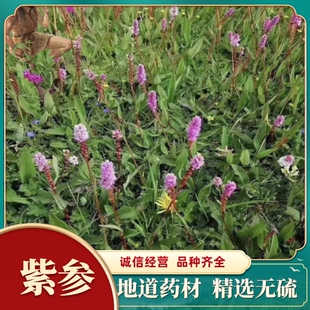 紫参浙江药材 草血竭深山无硫精选货 个子片都有热销倪师所寻包邮