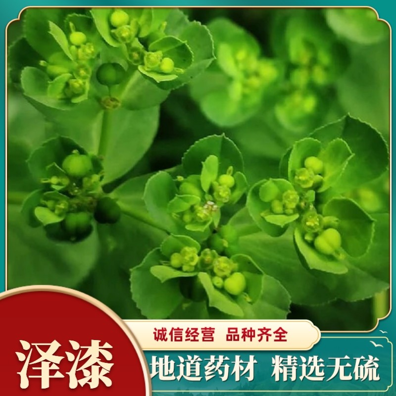 材泽漆干货新货猫眼草 高山猫眼草 泽漆50克包邮无硫