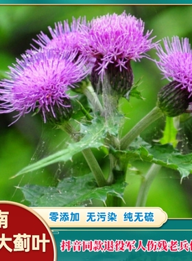 云南农副产品 大蓟叶 大蓟叶纯干货 干品 今年新货无硫  精选包邮
