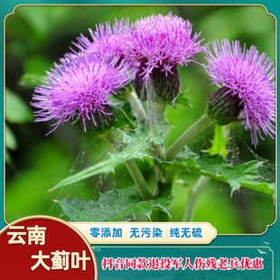 云南农副产品 大蓟叶 大蓟叶纯干货 干品 今年新货无硫  精选包邮