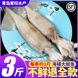 鱿鱼新鲜冷冻海捕大鱿鱼生鲜整只海鲜铁板鱿鱼烧烤火锅食材商用
