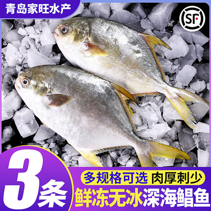 金鲳鱼新鲜冷冻特大金昌鱼海鲳鱼深海鱼平鱼海鱼鲳鱼镜鱼整箱顺丰