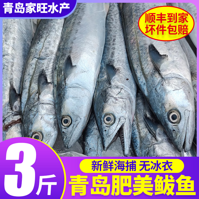 鲅鱼新鲜冷冻青岛海鲜特产大鲅鱼深海马鲛鱼整箱商用燕鲅鱼包饺子