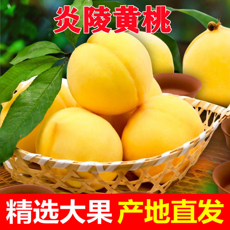 湖南炎陵黄桃新鲜水果现摘毛桃子黄毛桃当季孕妇水果礼盒包装