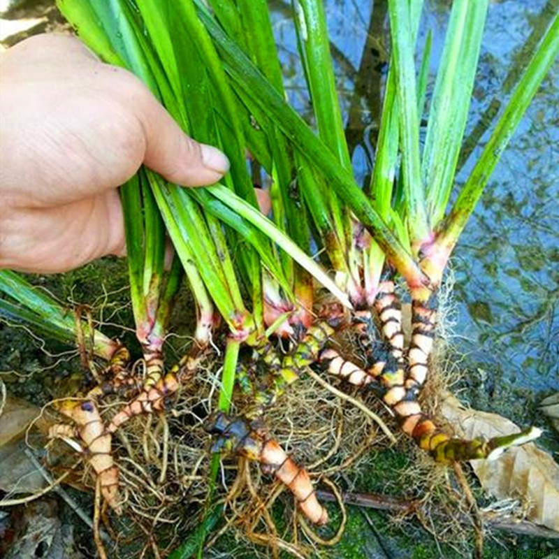 石菖蒲小叶庭院阳台窗台桌面水培香料卤菜煲汤泡茶大山中药材盆栽