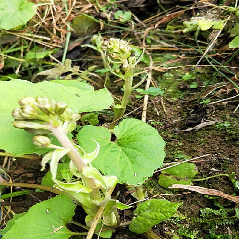 蜂斗菜款冬花野南瓜庭院阳台窗台楼顶泡茶煲汤野菜农家中药材盆栽