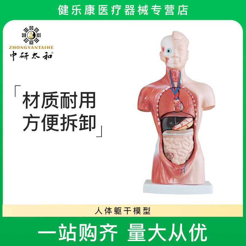 人体躯干模型中研太和
