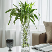 富贵竹花瓶玻璃透明水培水养节节高龙竹转运竹龟背竹竹子水竹专用