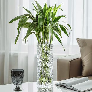 富贵竹花瓶玻璃透明水培水养节节高龙竹转运竹龟背竹竹子水竹专用