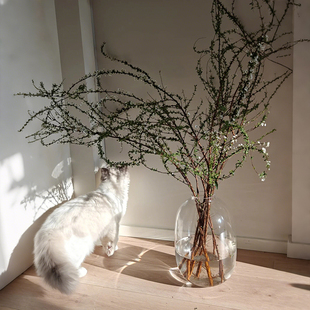 水养鲜枝雪柳专用花瓶高级感适合插干枝窄口小口大肚玻璃水培器皿