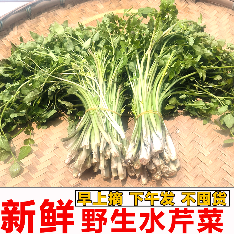 贵州野菜野生水芹菜产地现摘发货