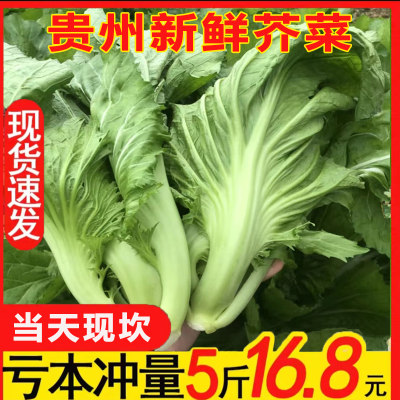 贵州新鲜芥菜青菜亏本冲量5斤装