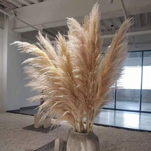 新品北欧田园风婚庆布置超大蒲苇