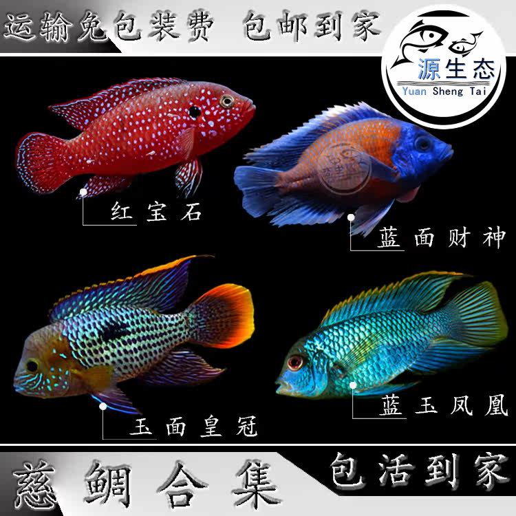 风水好运素材模板 风水好运图片下载 小麦优选