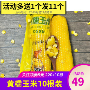 连池韵黄糯玉米 东北特产大苞米220g×10根非转基因