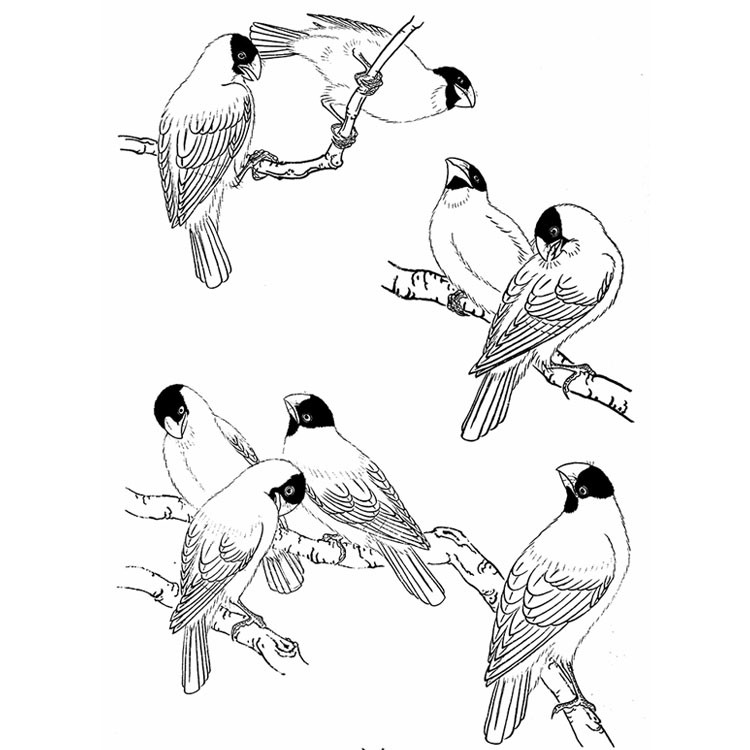 工笔画线描稿飞禽篇jpg格式电子版国画鸟类线稿上色练习打印格式