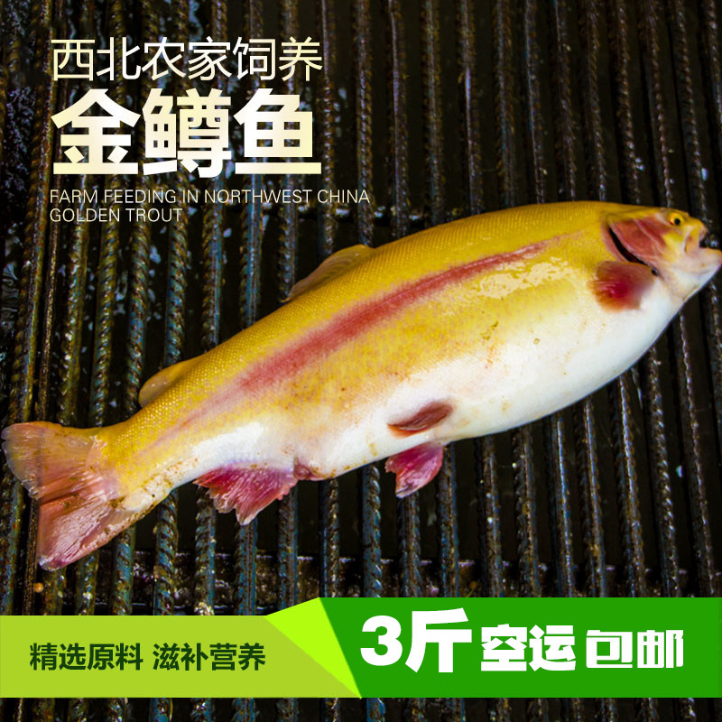 新鲜金鳟鱼虹鳟鱼3斤5斤三文鱼刺身清蒸鱼水产肉类淡水鱼类包邮