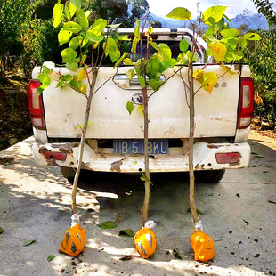 中华鸽子树珙桐杯苗盆栽别墅庭院观花叶室内绿植物基地直销新奇