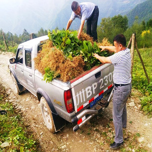 珙桐幼小苗中华鸽子树别墅盆景栽乔木绿植卓物楼顶庭院净化空气