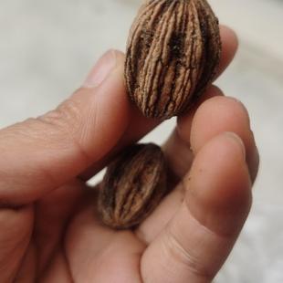 夏禹林农业珙桐中华鸽子树种籽庭院绿植盆栽室内外物花卉易养护