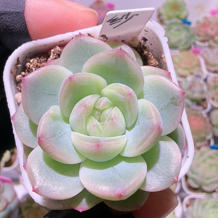 梦纱珍妮,鲜花速递/花卉仿真/绿植园艺,多肉植物,淘宝优惠券,粉丝福利购,淘宝优惠卷