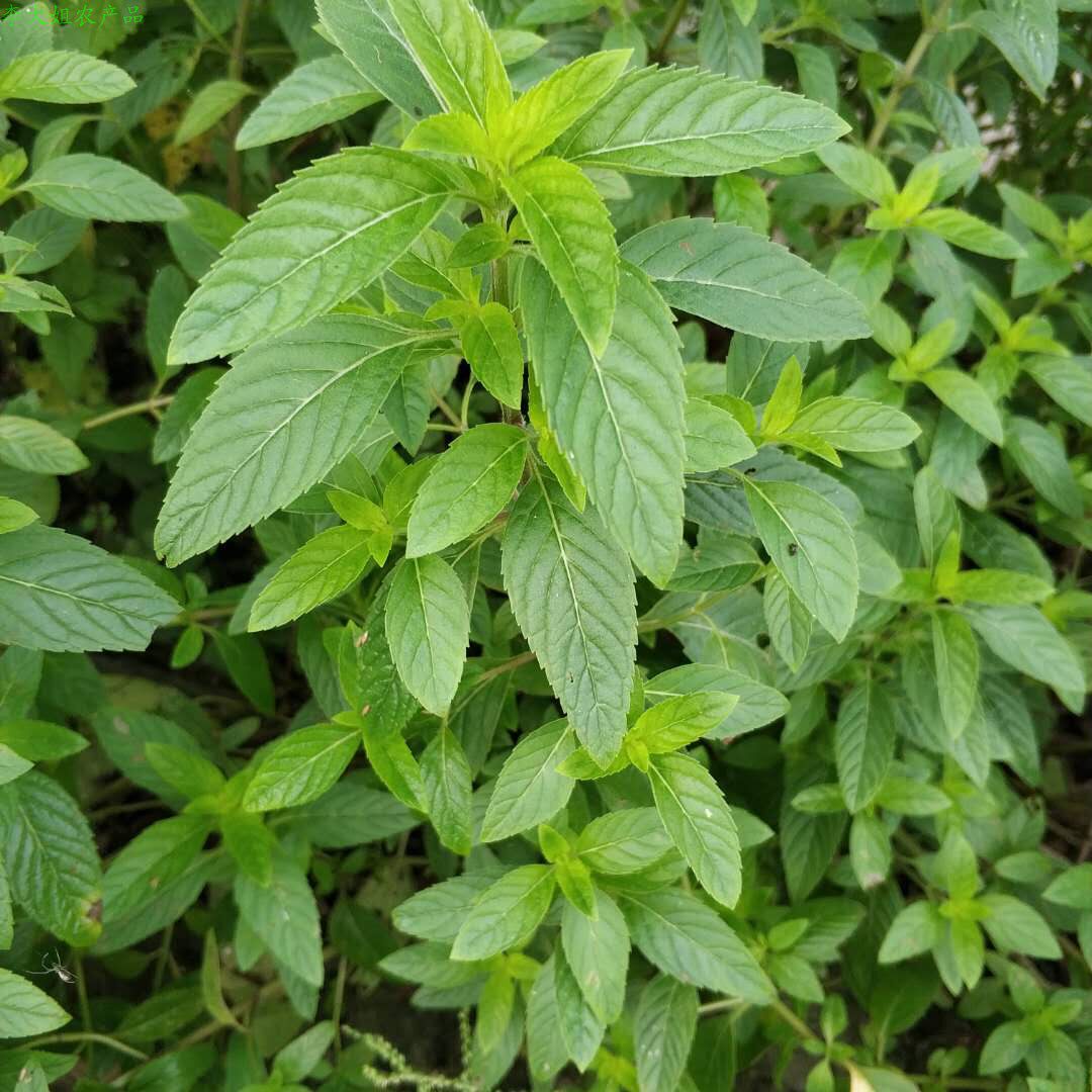 四川新鲜薄荷苗食用薄荷苗泡水煮粥清凉味土薄荷老苗盆栽阳台庭院